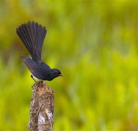 Holmes Jungle Nature Park - New Castle Holiday