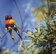 Wangi Falls Walk - New Castle Holiday
