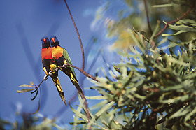 Wangi Falls Walk - New Castle Holiday 0