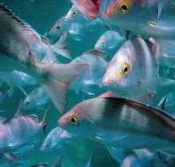 Palm Beach Reef Dive Site - New Castle Holiday