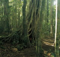 Lamington National Park Binna Burra Section - New Castle Holiday