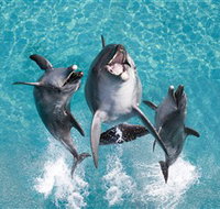 Sea World - New Castle Holiday