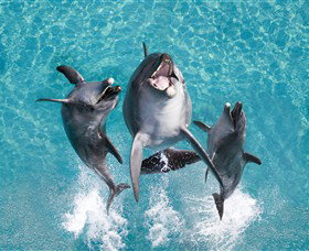 Sea World - New Castle Holiday 0