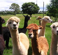 Banyandah Alpacas - New Castle Holiday