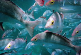 Wolf Rock Dive Site - New Castle Holiday 0