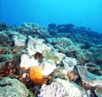 Mudjimba Old Woman Island Dive Site - New Castle Holiday
