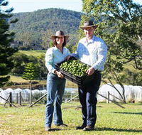 Hinterland Feijoas - New Castle Holiday