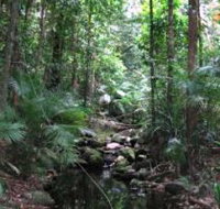Mossman Gorge Rainforest Circuit Track Daintree National Park - New Castle Holiday