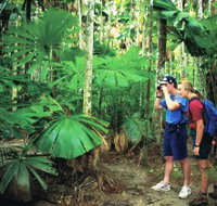 Mount Sorrow Ridge Trail Daintree National Park - New Castle Holiday