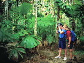 Mount Sorrow Ridge Trail, Daintree National Park - New Castle Holiday 0