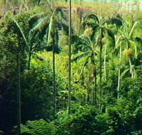 Fern Tree Pool and Giant's Chair Circuit - New Castle Holiday