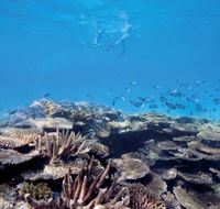 Australian Institute of Marine Science - New Castle Holiday