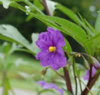 Alpha Native Flower Garden - New Castle Holiday