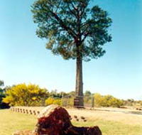 Robbers Tree - New Castle Holiday