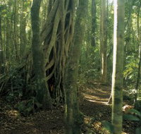 Mount Bithongabel - New Castle Holiday