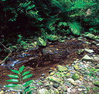 Wompoo Walk - New Castle Holiday