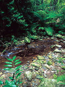 Wompoo Walk - New Castle Holiday 0