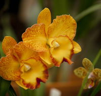 Queens Park - Orchid House - New Castle Holiday