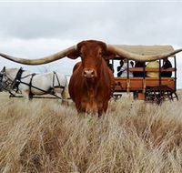 Texas Longhorn Wagon Tours and Safaris - New Castle Holiday