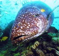 Lady Musgrave Island Dive Sites - New Castle Holiday
