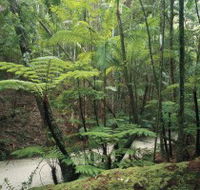 Fraser Island Great Walk - New Castle Holiday