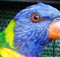 Fraser Coast Wildlife Sanctuary - New Castle Holiday