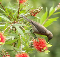 Birdwatching in Dysart - New Castle Holiday