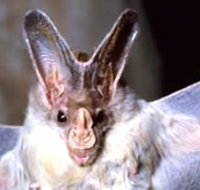 Mount Etna Caves National Park - New Castle Holiday