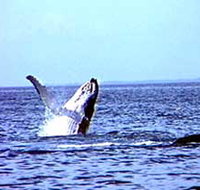 Whale Watching - New Castle Holiday