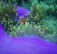 The Lady Bowen Dive Site - New Castle Holiday