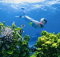 Wheeler Reef Dive Site - New Castle Holiday