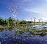 Tyto Wetlands - New Castle Holiday