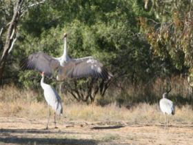 Bulloo River Walk - New Castle Holiday 0