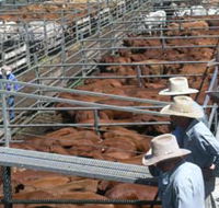 Dalrymple Sales Yards - Cattle Sales - New Castle Holiday
