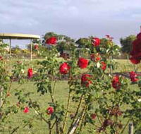 Elizabeth Park Rose Gardens - New Castle Holiday