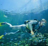 Manta Ray Bommie Dive Site - New Castle Holiday