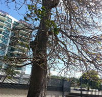 The Leichhardt Tree - New Castle Holiday