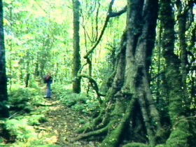 Aratula QLD New Castle Holiday