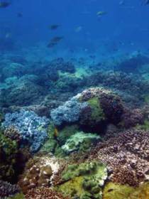 Hoffman's Rocks Dive Site - New Castle Holiday 0