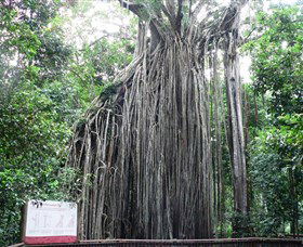 Curtain Fig National Park - New Castle Holiday 0