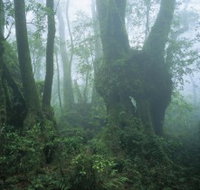 West Canungra Creek Circuit - New Castle Holiday