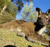 Ballarat Wildlife Park - New Castle Holiday