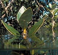 Jawbone Marine Sanctuary - New Castle Holiday