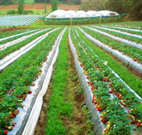 Kookaberry Strawberry Farm - New Castle Holiday