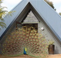 Halls Gap Zoo - New Castle Holiday
