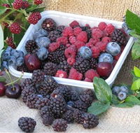 Bright Berry Farms - New Castle Holiday