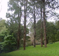 Mount Dandenong Arboretum - New Castle Holiday