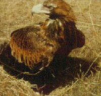 Long Forest Nature Conservation Reserve - New Castle Holiday