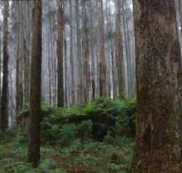 Kinglake National Park - New Castle Holiday