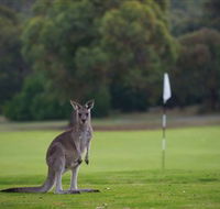 Anglesea Golf Club - New Castle Holiday